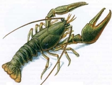 http://anne-queen.com.ua/assets/images/folder_for_pictures_9/crayfish.jpg